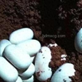 男童險遭蛇襲，父親英勇救娃：家庭安全防御與應急策略深度解析