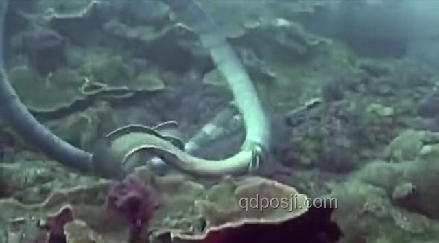 藏海傳里的蛇眉銅魚：虛構與現實的深度剖析