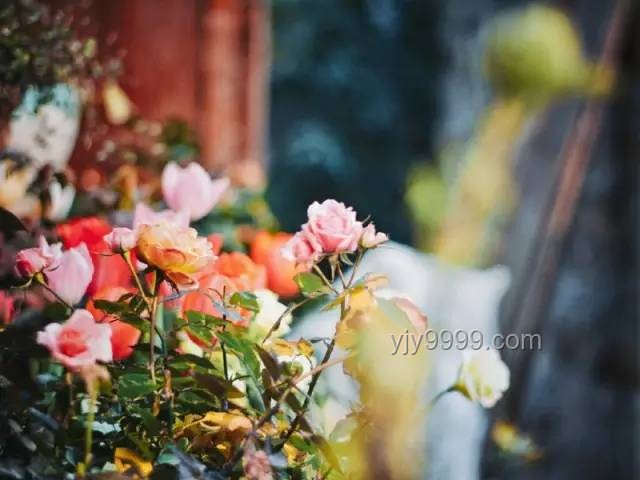 9885元打造985鮮花夢，愛的澆灌孩子心?