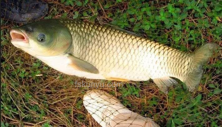 化龍失敗珍稀魚鑒賞與估價指南：江蘇男子釣獲“龍鱗鯉”案例