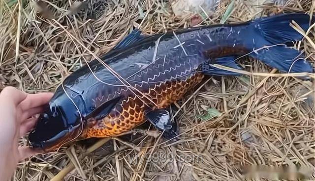 化龍未果的珍稀“龍鱗鯉”：江蘇釣魚奇遇案例研究