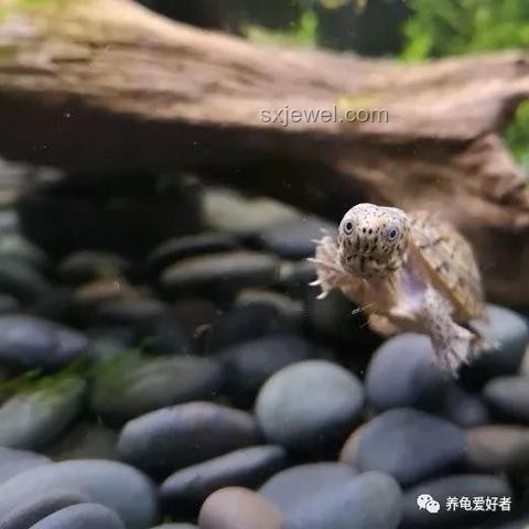 小孩被天降烏龜砸死案：飼主責(zé)任與賠償分析