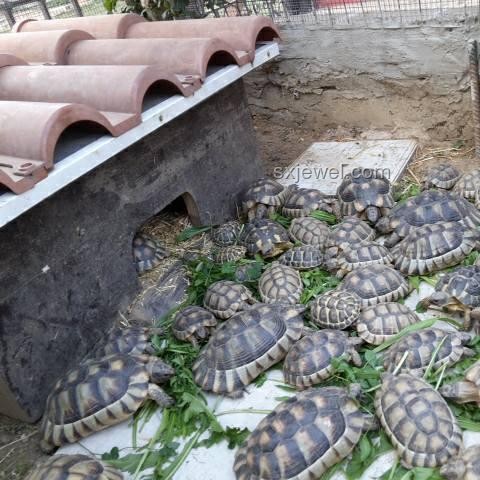 小孩被天降烏龜砸死案：飼主責(zé)任與賠償分析
