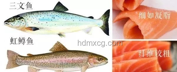 三文魚寄生蟲風險與食用趨勢預測：安全食用，未來可期