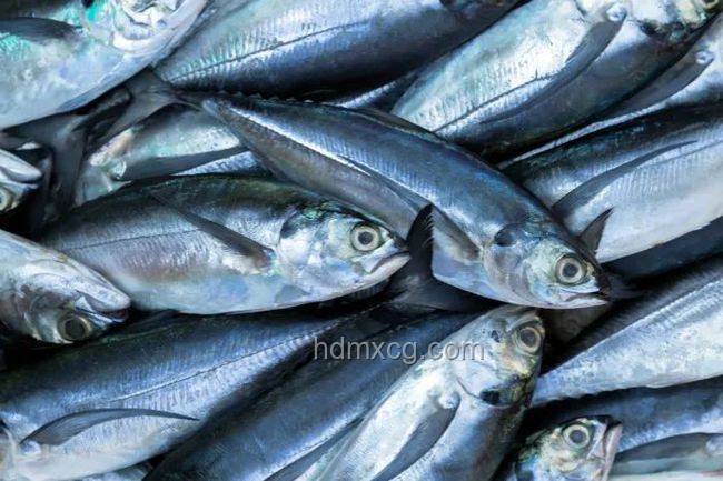 三文魚寄生蟲風險與食用趨勢預測：安全食用，未來可期