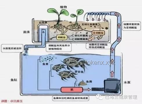 賽博養魚：手工耿引領的養魚新風尚趨勢預測