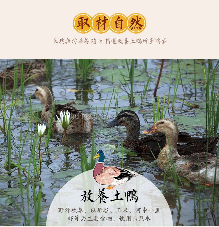 手工耿賽博養魚：跨界創想，重塑生態養殖新紀元