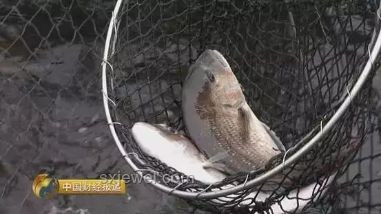 手工耿賽博養魚系統創新實踐案例
