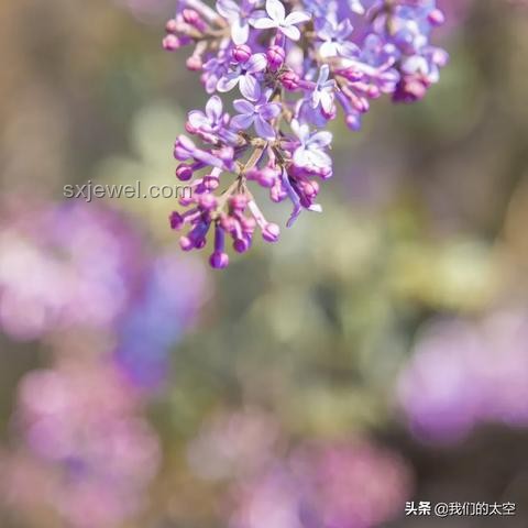 清華大學校河河水與普通瓶裝水對比分析