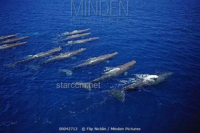 抹香鯨：凝望深淵的孤勇，海洋巨獸的奧秘