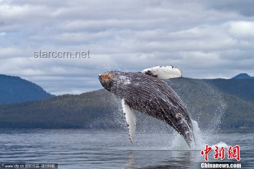 抹香鯨：凝望深淵的孤勇，海洋巨獸的奧秘
