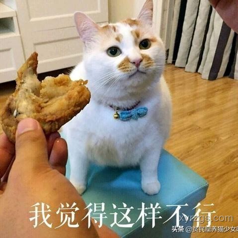 萌寵踢凍干挑戰：揭秘喵星人的隱藏技能