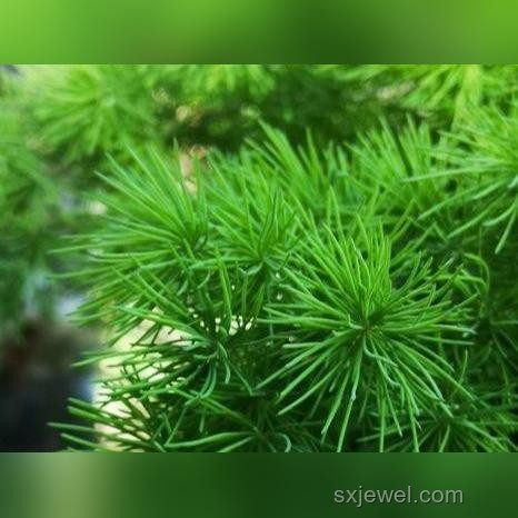“療愈身心”騙局與正規導師對比：揭開300萬背后的真相