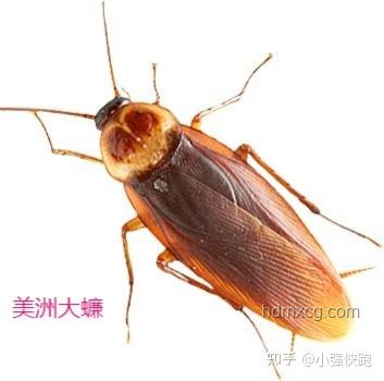 北京家中驚現(xiàn)南方大蟑螂？別怕，教你如何應(yīng)對！????
