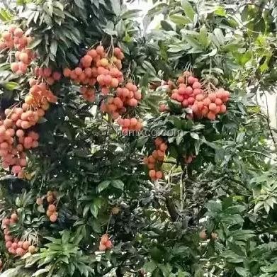 《長安的荔枝》中荔枝樹整運可行性對比分析