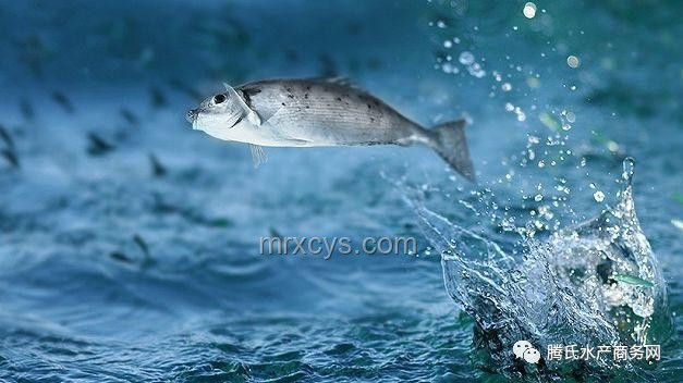男子釣鱷事件透視：野生動物管理與休閑漁業融合新挑戰