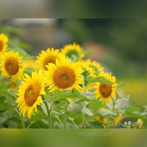 男人最無聲的炫耀是什么，及如何實現(xiàn)