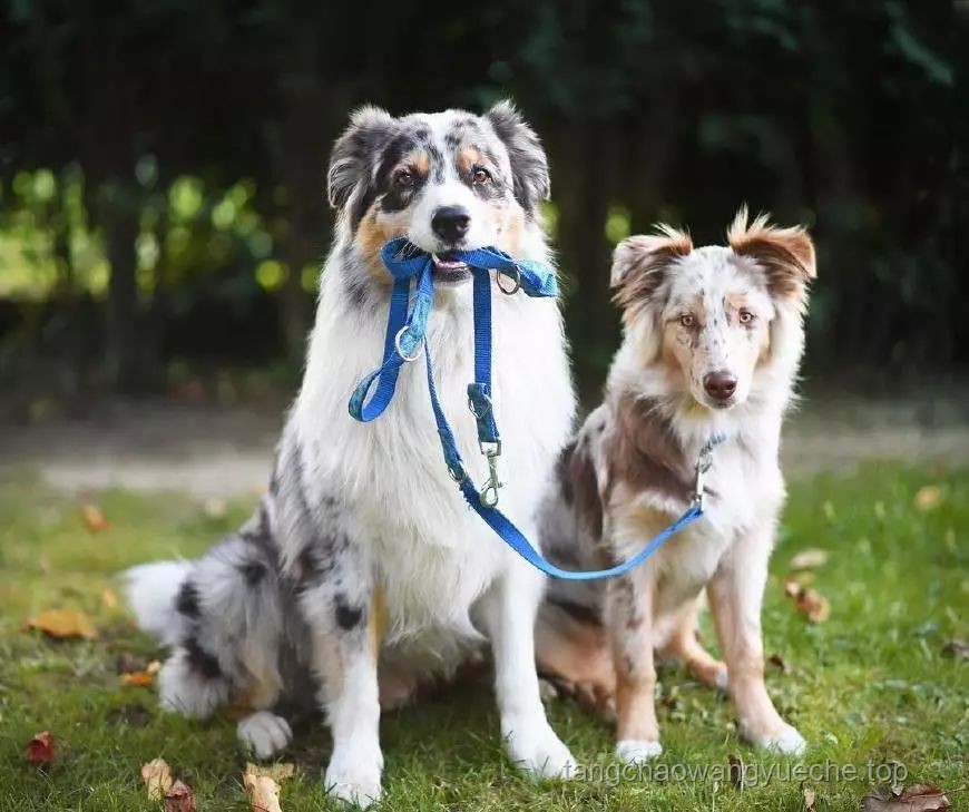 男子教唆犬只攻擊他人寵物狗案例研究