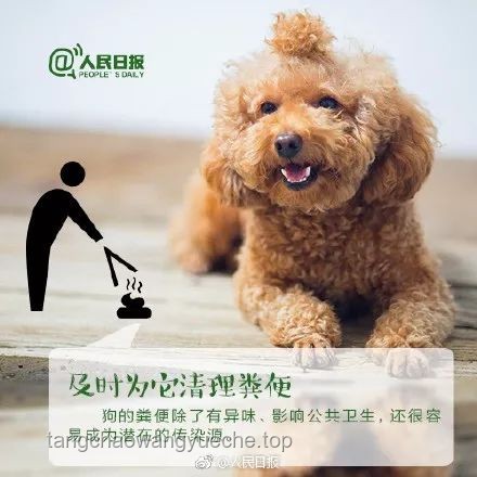 男子教唆犬只攻擊他人寵物狗案例研究