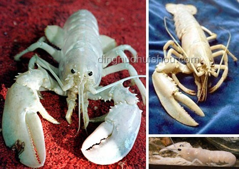 龍蝦咬扇子案例研究：動物行為異常分析