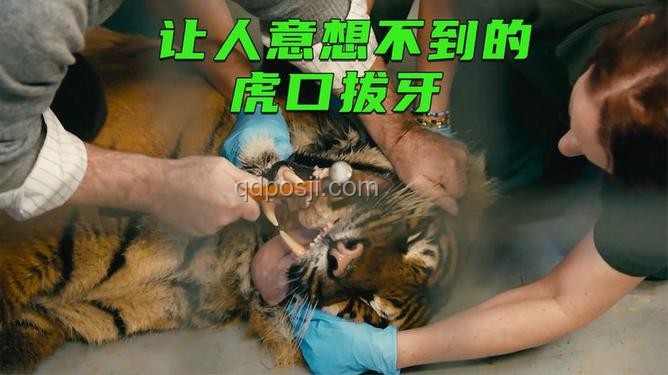震驚！虎口拔牙的危險瞬間：我的勇氣與反思