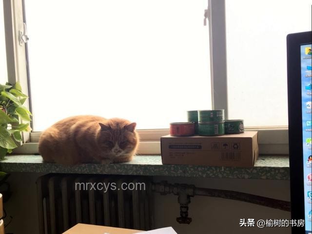 養貓后的“模仿欲”：看啥都想給自家貓試試