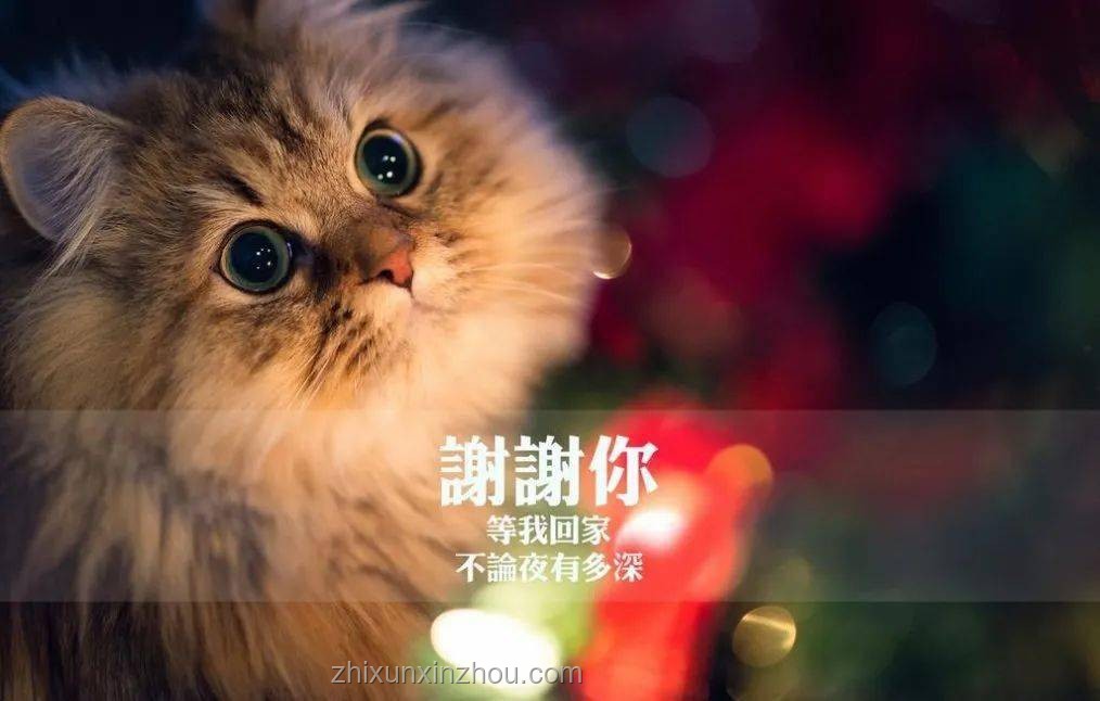 養(yǎng)貓啟示錄：從“喵星人”到創(chuàng)新生活的跨界之旅