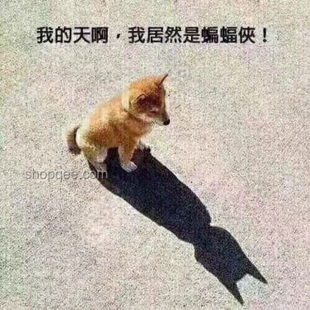 賽飛兒名句解析：關注背后的深意與動物保護