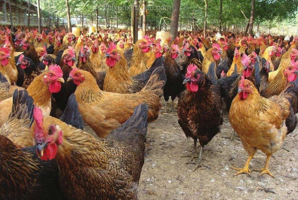 “雞”品種爭(zhēng)霸：肉質(zhì)、產(chǎn)蛋率、生長(zhǎng)周期與市場(chǎng)適應(yīng)性對(duì)比