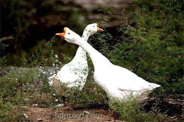 “雞”王爭霸：家禽養殖業的創新競爭策略研究