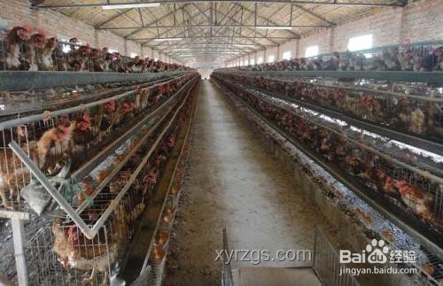 “雞”王爭霸賽全攻略，稱霸養(yǎng)雞場！