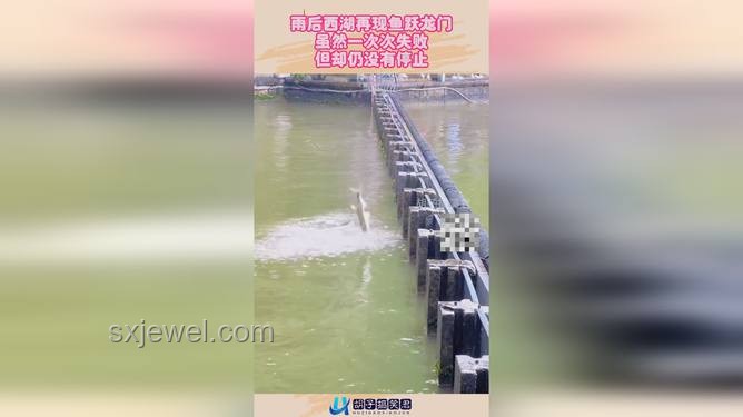 雨后西湖魚躍龍門，預示成功新趨勢？