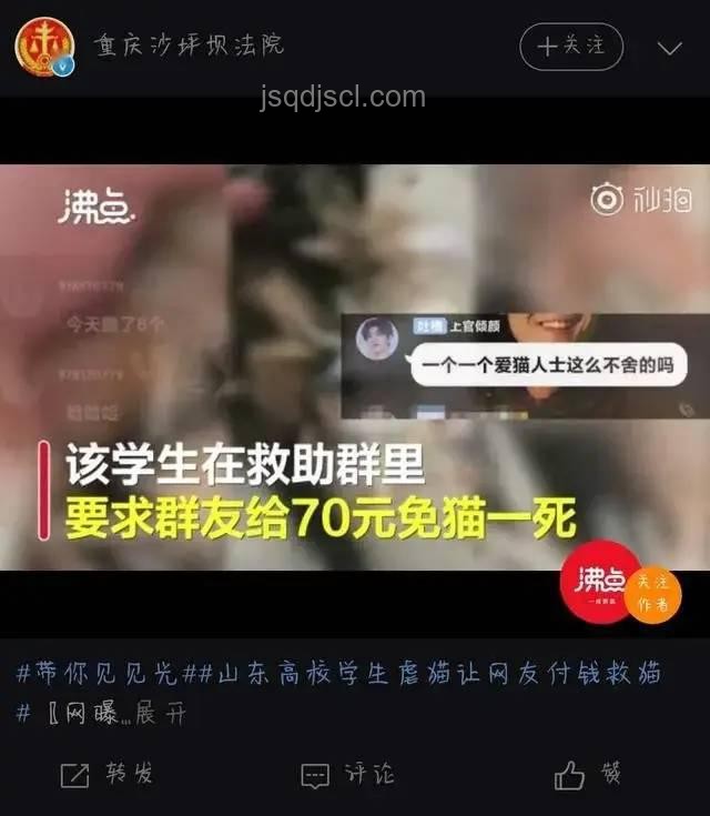 大學生虐貓事件處理指南：責任、教育與法律并行