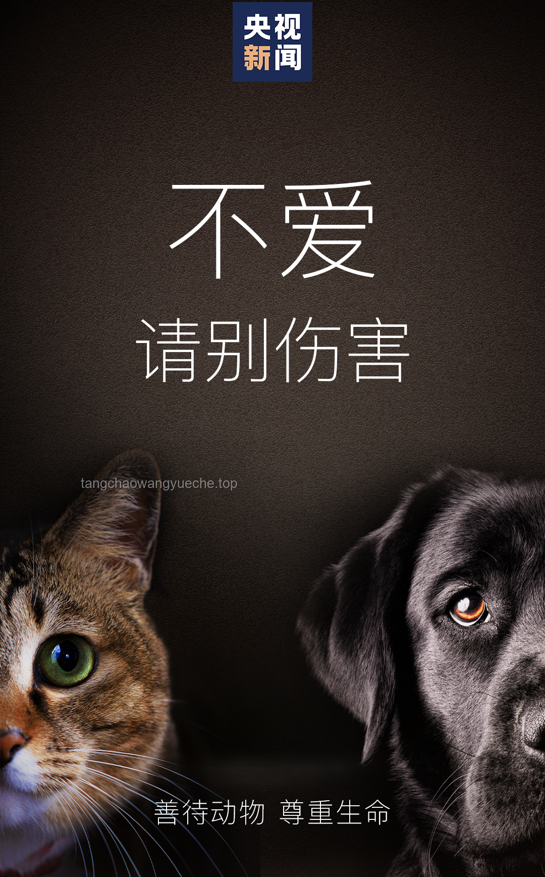 大學(xué)生虐貓事件處理指南：維護(hù)校園和諧與動(dòng)物保護(hù)