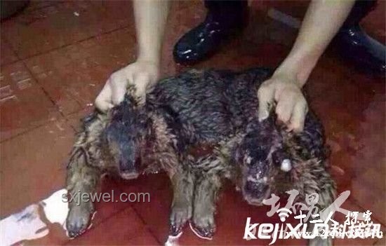 第二集：揭秘水猴子傳說！民間故事與科學探索