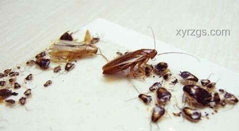 原創(chuàng)曲背后的故事：《蟑螂滿屋，粥批難尋》案例研究