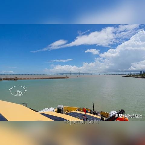 沉浸式養寵物大黃蜂：新奇體驗與行業趨勢分析