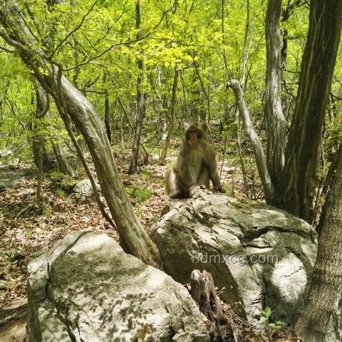 野豬小隊-第54集：跨界探秘，創新無限