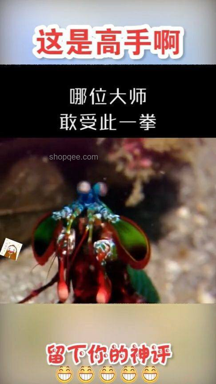 半年養成無敵青蟹王與雀尾螳螂蝦對決案例研究