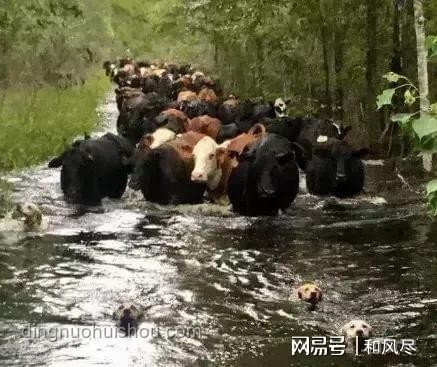 貴州榕江特大洪水親歷記：守望相助，共渡難關??,團結,勇氣,重建