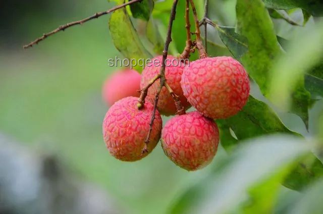 《長安的荔枝》結局揭秘：借錢與荔枝樹的命運