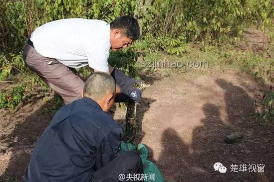 云南警方辟謠果樹下發(fā)現(xiàn)尸體事件深度分析