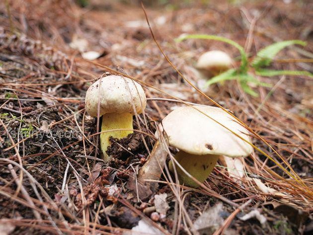 行走的菌子探測器：野生菌識別技術革新食用菌產業