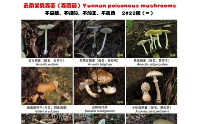 這簡(jiǎn)直就是行走的菌子探測(cè)器：野生菌識(shí)別技術(shù)的革新與應(yīng)用