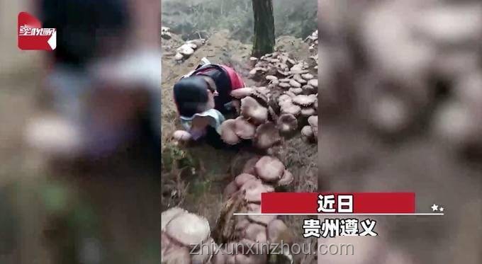“行走的菌子探測器”：李大爺的野生菌識別之旅