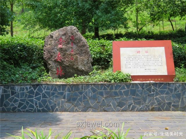 南京森林公園竹節蟲案例研究：形似枯枝，無害奇遇