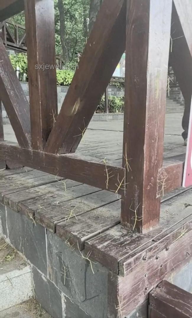 南京森林公園竹節蟲案例研究：形似枯枝，無害奇遇