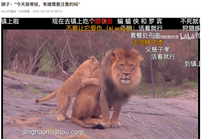 B站百大UP主遭獅子重傷：野生動物園直播背后的風險與反思