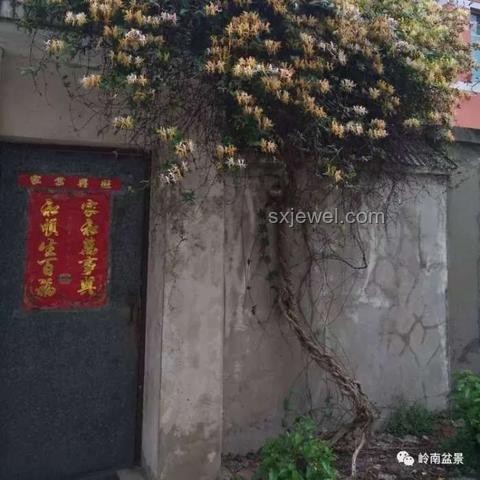 《錦繡芳華》定檔6月30日：古裝劇市場新趨勢預(yù)測