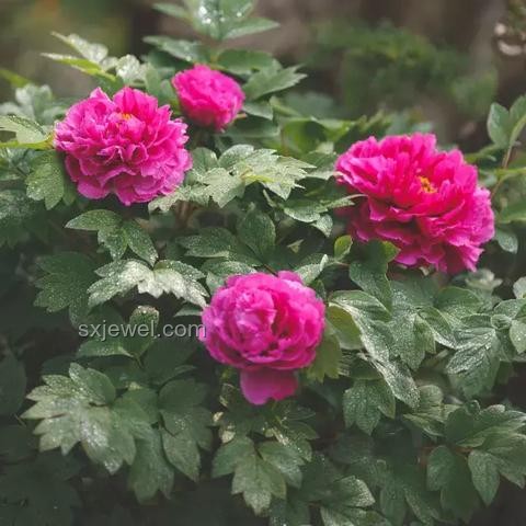 《錦繡芳華》定檔6月30日：古裝劇市場新趨勢預(yù)測